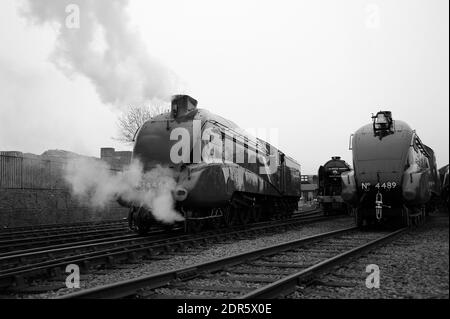 'Bittern', 'Blue Peter' und 'Dominion of Canada' im Hof von Barrow Hill. Stockfoto