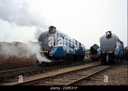 'Bittern', 'Blue Peter' und 'Dominion of Canada' im Hof von Barrow Hill. Stockfoto