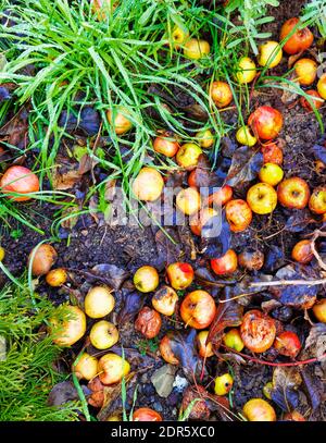 Gefallene Äpfel, die überreif sind und im Garten auf dem Boden verrotten. Stockfoto