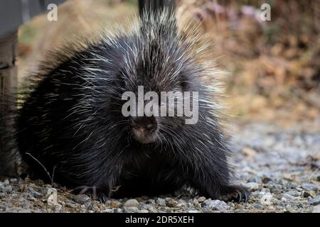 Das kurzsichtige und langsam bewegende Nordamerikanische Stachelschwein auf der Suche nach Nahrung. Stockfoto