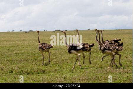 Gemeinsamen Strauß (Struthio Camelus) Stockfoto