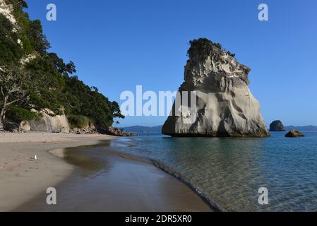 Cathedral Cove Beach auf der Halbinsel Coromandel Stockfoto