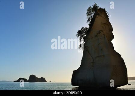 Cathedral Cove Beach auf der Halbinsel Coromandel Stockfoto