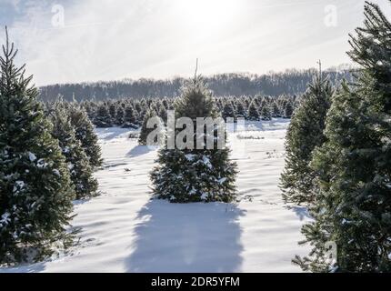 Schneebedeckte Bäume auf Christmastree Farm Stockfoto