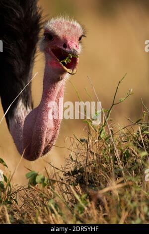 Gemeinsamen Strauß (Struthio Camelus) Stockfoto