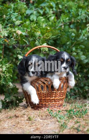 Zwei Welpen der Rasse Cavalier King Charles Spaniel, schwarz und weiß, langhaarig, sitzen in einem Weidenkorb im Sommer im Freien unter einem grünen Shru Stockfoto