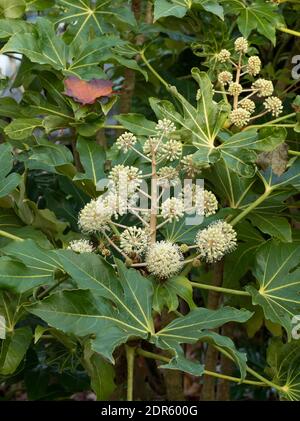 Blütendolden von Paperplant, Fatsia japonica, Worcestershire, Großbritannien. Stockfoto