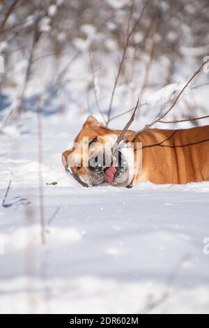 Rothaarige orange große mächtige Hund der Rasse Cadebo, Spaziergänge im Winter im Schnee, fand einen Zweig und Knabbereien Stockfoto