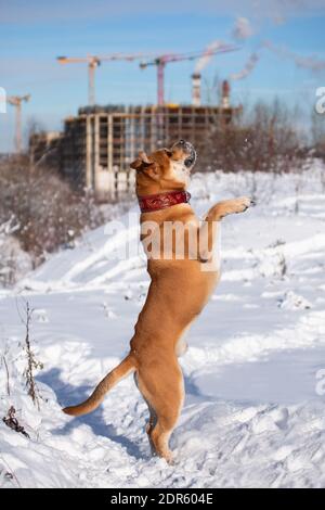 Der rothaarige orange große mächtige Hund der Rasse Cadebo, im Winter, im Schnee, vor dem Hintergrund eines unfertigen Gebäudes stieg Stockfoto