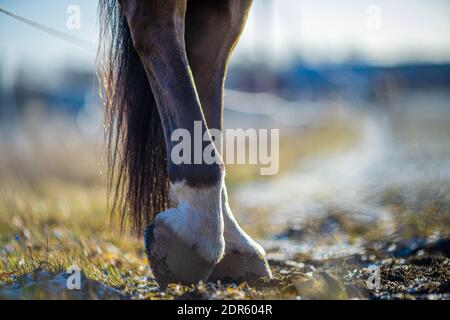 Detail von unshod Pferd HUF. Pferdehufe ohne Hufeisen Stockfoto