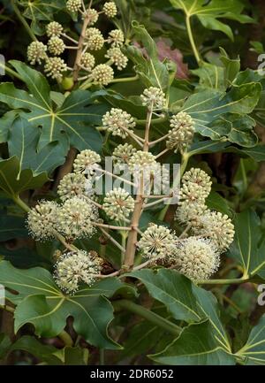 Blütendolden von Paperplant, Fatsia japonica, Worcestershire, Großbritannien. Stockfoto