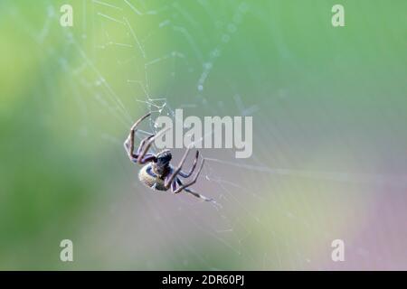 Eine große braune Spinne, die um ein Spinnennetz herumläuft Ein Garten am frühen Morgen Stockfoto