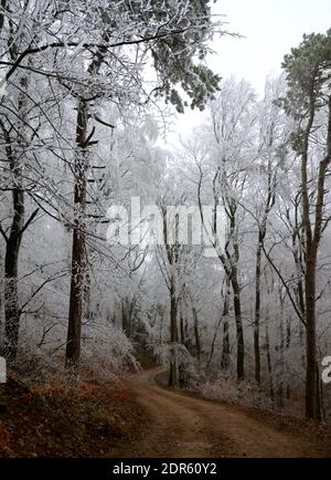 Landschaftlich schöner Blick auf einen gefrorenen Wald Stockfoto