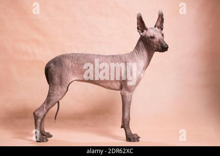 Braun-beige haarloser xolo Hund (xoloitzcuintle, mexikanischer haarloser Hund), steht wunderschön drinnen auf beigem Hintergrund im Studio Stockfoto