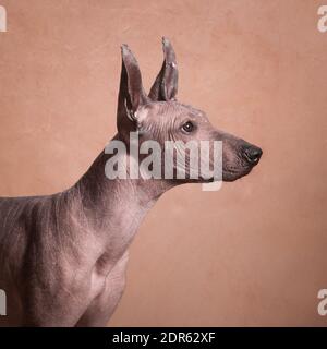 Braun-beige haarloser xolo Hund (xoloitzcuintle, mexikanischer haarloser Hund), Profilportrait, innen auf beigem Hintergrund im Studio Stockfoto