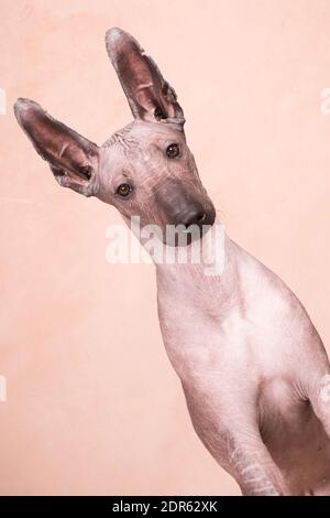 Braun-beige haarloser xolo-Hund (xoloitzcuintle, mexikanischer haarloser Hund), Portrait innen auf beigem Hintergrund im Studio Stockfoto