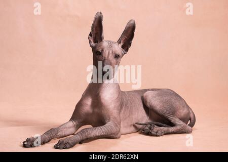 Braun-beige haarloser xolo Hund (xoloitzcuintle, mexikanischer haarloser Hund), liegt wunderschön drinnen auf beigem Hintergrund im Studio Stockfoto