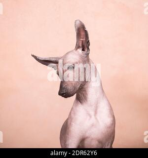 Braun-beige haarloser xolo-Hund (xoloitzcuintle, mexikanischer haarloser Hund), Portrait innen auf beigem Hintergrund im Studio Stockfoto