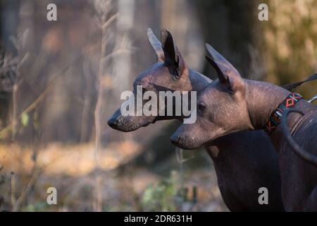 Zwei große braune haarlose xolo-Hunde (Xoloitzcuintle, mexikanischer haarloser Hund), Doppelportrait im Profil vor dem Hintergrund eines Herbstwaldes im Freien Stockfoto