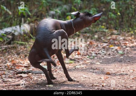 Ein großer brauner haarloser Hund der Xolo-Rasse (Xoloitzcuintle, mexikanischer haarloser Hund), juckt sehr lustig mit seinem Hinterbein und legt sich gegen den Rücken Stockfoto