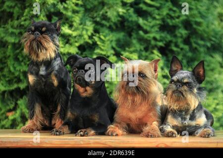 Vier niedliche Hunde, Griffon und Brabancon Rassen, rot und schwarz, sitzen gehorsam auf einer Bank außerhalb der Hütte Stockfoto