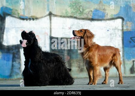 Rote russische Spaniel und schwarze Cocker Spaniel Hunde stehen in Vorderseite der blauen Wand mit weißen Graffiti bedeckt Stockfoto