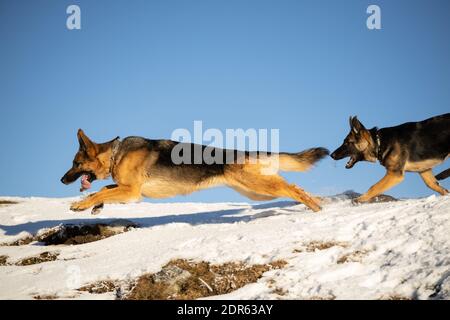 Deutscher Schäferhund mit Welpen spielen im Schnee Stockfoto