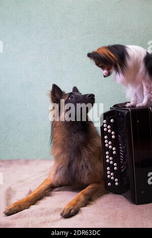 Ein ausgebildeter, großer Hund der Rasse Tervuren neben einem kleinen Hund der Rasse Papillon neben dem Musikinstrument Knopfakkordeon auf dem Boden indo Stockfoto