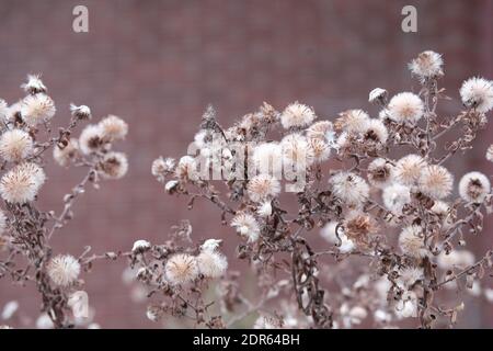Flauschige weiße Samenköpfe im Winter gegen eine rote Ziegelwand. Schön wie ein Bild. Ottawa, Ontario, Kanada. Stockfoto