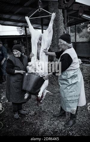 Dorftraditionen, Schweineschlacht in Orense, La Coruña, Spanien Stockfoto