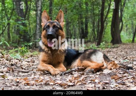 Großer grau-schwarz-roter Hund Deutscher Schäferhund brütet im Sommer draußen Ein Hintergrund von Bäumen Stockfoto