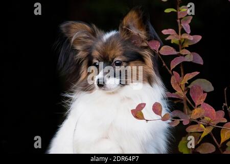 Weiß-schwarz-roter Hund der papillon Rasse (Kontinentalspielzeugspaniel) Porträt auf schwarzem Hintergrund neben einem Herbstzweig Im Freien Stockfoto