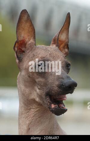 Mittelgroße haarlose Erwachsene beige Hund der Rasse Peruvian Hairless Dog (Inca Peruvian Orchid, Inca Hairless Dog, Virigo, Calato, Mexican Hairless Do Stockfoto