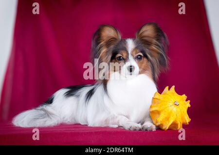 Weiß-schwarz-rote Hunderasse Papillon (Continental Toy Spaniel) Liegt auf einem roten Hintergrund mit einem gelben Kürbis drinnen Im Studio Stockfoto