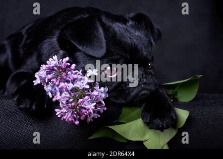 Petit-Brabancon oder kleine Brabancon oder Brabant Griffon oder Smooth Griffon, ist eine Rasse von dekorativen Hunden in Belgien gezüchtet. Gehört zu kleinen belgischen do Stockfoto