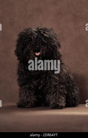 Kleine shaggy schwarz-braun mit Dreadlocks Puli Rasse Hund sitzt auf Ein brauner Hintergrund Stockfoto