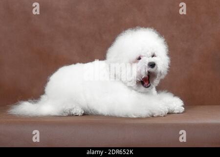 Gähnender Hund Bichon Frize auf braunem Hintergrund im studio für ein Fotoshooting Stockfoto