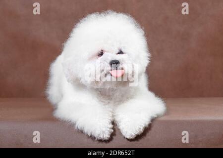 Gähnender Hund Bichon Frize auf braunem Hintergrund im studio lügt und zeigt Zunge Stockfoto