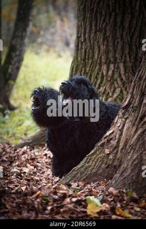 Zwei große schwarze Hunde der russischen Black Terrier Rasse, ein großer und formidable Hund, von sowjetischen Züchtern gezüchtet, im Herbst im Park sitzen sie ähnlich Stockfoto