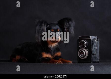 Ein kleiner schwarz-rot-brauner Hundefotograf der Russische Spielzeugrasse (Toy Terrier) Liegt auf einem schwarzen Hintergrund in einem Studio drinnen mit Ein Medium für Stockfoto