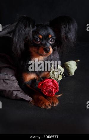 Ein kleiner schwarz rot brauner Hund des russischen Spielzeugs Rasse (Toy Terrier) Liegt auf einem schwarzen Hintergrund in einem Studio drinnen neben Zu einer roten Rose Stockfoto