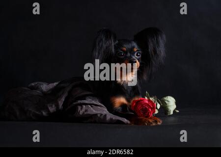 Ein kleiner schwarz rot brauner Hund des russischen Spielzeugs Rasse (Toy Terrier) Liegt auf einem schwarzen Hintergrund in einem Studio drinnen neben Zu einer roten Rose Stockfoto