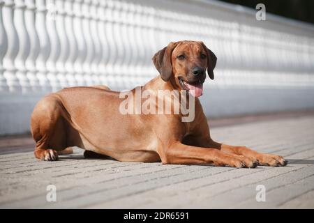 Schöne große rote Hund Rhodesian Ridgeback liegt auf dem Hintergrund Von einer Balustrade im Freien im Sommer Stockfoto