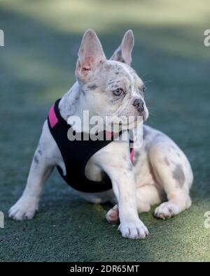 4-Monate-Alte Tan Merle und Lilac Französische Bulldogge Hündin Puppy sitzend Und wegschauen Stockfoto