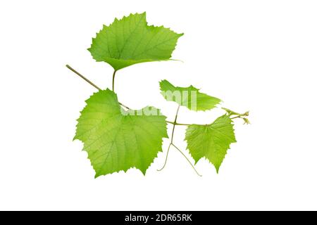 Traubenzweig isoliert auf weiß. Weinrebe mit grünen frischen Blättern und Ranken. Weinrebe. Vitis vinifera Pflanze. Stockfoto