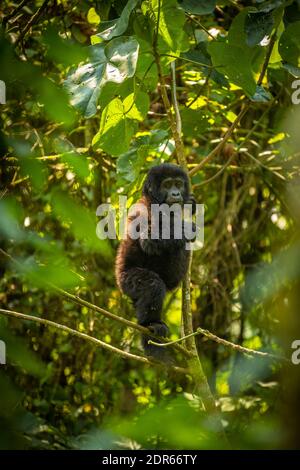 Porträt eines Baby-Berggorilla (Gorilla beringei beringei), Bwindi Impenetrable Forest National Park, Uganda. Stockfoto