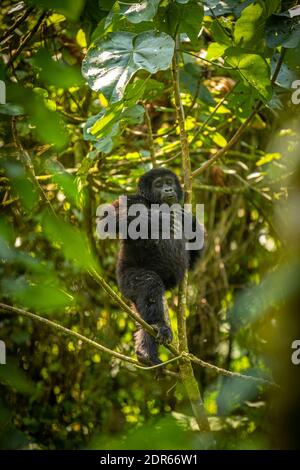 Porträt eines Baby-Berggorilla (Gorilla beringei beringei), Bwindi Impenetrable Forest National Park, Uganda. Stockfoto