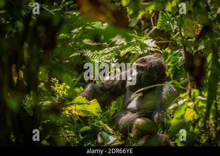 Porträt eines silbernen Berggorillas (Gorilla beringei beringei), Bwindi Impenetrable Forest National Park, Uganda. Stockfoto