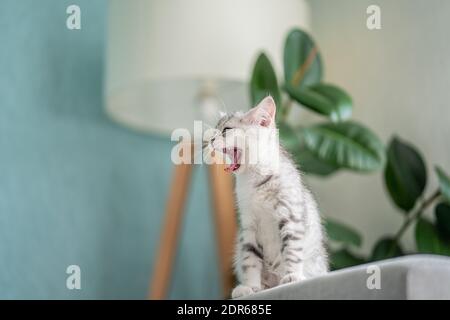 Graue tabby Katze liegt auf der Rückseite des Sofas In einem gemütlichen Zuhause Stockfoto