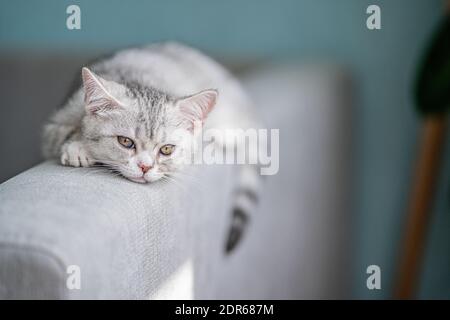 Graue tabby Katze liegt auf der Rückseite des Sofas In einem gemütlichen Zuhause Stockfoto